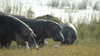 Liwonde National Park, Southern region, Malawi: hippos and cattle egrets - Hippopotamus amphibius / Bubulcus ibis - photo by D.Davie