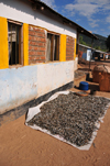 Cape Maclear / Chembe, Malawi: lake sardines / Usipa fish drying under the sun near a house - Engraulicypris sardella, pelagic species that occurs in shoals both near the shore and far out in the lake - photo by M.Torres