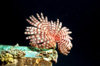 Maldives - underwater - Ari-Atoll - white and red Featherstar - photo by W.Allgwer - Der Klunzinger Haarstern ist einer der urtmlichsten Stachelhuter. Haarsterne (etwa 500 Arten) sind frei beweglich. Tagsber halten sie sich meist versteckt und kletter