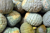 Nouakchott, Mauritania: heap of green and wrinkled pumpkins at the Moroccan Market aka Socogim market - photo by M.Torres