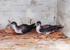 Midway Atoll - Sand island: Bonin Petrel pair Pterodroma hypoleuca - sea bird - photo by G.Frysinger