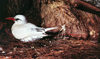 Midway Atoll - Sand island: Red-tailed Tropicbird - Phaethon rubricauda - birds - fauna - wildlife - photo by G.Frysinger