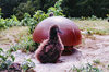 Midway Atoll - Sand island: albatross chick next to a ceramic vent cap on top of a bunker - birds - fauna - wildlife - photo by G.Frysinger