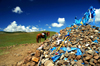 Khvsgl province, Mongolia: a horse behind a cairn shrine, on the way to Khvsgl Nuur / lake - photo by A.Ferrari