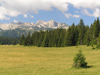 Montenegro - Crna Gora - Durmitor national park: forest - photo by J.Kaman