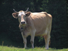 Montenegro - Crna Gora - Durmitor national park: attentive cow - photo by J.Kaman