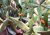 Morocco / Maroc - Marrakesh: prickly pears - photo by J.Kaman