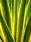 Morocco / Maroc - Marrakesh: yellow and green agave - photo by J.Kaman