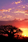 Mozambique / Moambique - Pemba, Cabo Delgado: baobab tree at sunset - Adansonia digitata / embondeiro e pr do sol - photo by F.Rigaud