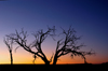 Namib desert - Deadvlei - Hardap region, Namibia: Dead tree sillouette at sunset, near Sossusvlei - Namib-Naukluft National Park - photo by B.Cain