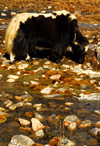 Khumbu region, Solukhumbu district, Sagarmatha zone, Nepal: a white and black yak looking for grass near a stream - Gokio - photo by E.Petitalot