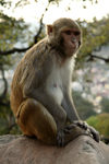 Kathmandu, Nepal: Swayambhunath Stupa - monkey - photo by G.Koelman