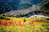 Nepal - Kathmandu valley: red flowers and terraces - photo by G.Friedman