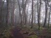 11 New Zealand - South Island - Fiordland National Park - forest and mist - Southland region (photo by M.Samper)