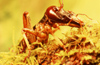 New Zealand - male Wellington tree weta profile - Hemideina crassidens - photo by Air West Coast