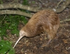 New Zealand - New Zealand - North island - Wellington: Kiwi - Karori Sanctuary (photographer R.Eime)