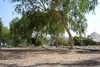 Jos - Plateau state, Nigeria: large trees - photo by A.Obem