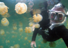 Mecherchar island, Rock Islands / Chelbacheb, Koror state, Palau: Mastigias sp. and diver in the Jellyfish lake - Ongeim'l Tketau  - underwater image - photo by B.Cain