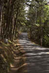 Cerro Azul, Panama province: mountain road with Caribbean pines - this area has a radically different climate from the one at Panama City - temperatures fall into the high teens (Celcius) - photo by H.Olarte