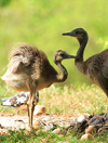 Asuncin, Paraguay: young Nandus, Rhea americana - males incubate the eggs and care for the chicks - Asuncin zoo - photo by A.Chang