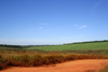 Department of Paraguari, Paraguay: sugar cane plantation - agriculture - photo by A.Chang