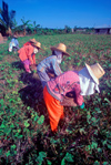 Philippines - line of peasants at work - harvest - agriculture - photo by B.Henry