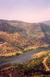 Carraptatosa - Trs-os-Montes: Port wine grapes along the Douro river - downstream from the Valeira dam - vinhas nas encostas xistosas do Douro - a jusante da barragem de Valeira - photo by M.Durruti