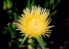 Portugal - Baleal (concelho de Peniche): Ice Plant - yellow flower - Carpobrotus edulis - flor de Choro-das-praias - Highway Ice Plant, Pigface or Hottentot Fig - photo by M.Durruti