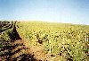 Portugal - Aldeia Gavinha (concelho de Alenquer):  endless vineyards / vinhedos at ao infinito - photo by M.Durruti