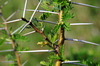 Port Mathurin, Rodrigues island, Mauritius: acacia thorns - photo by M.Torres