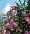 Russia - Krasnodar kray: Oleander or bay rose / Adelfa / Oleandro - Nerium oleander - flowers (photo by Vladimir Sidoropolev)