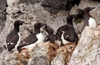 Wrangel Island / ostrov Vrangelya, Chukotka AOk, Russia: Thick Billed Guillemots nesting in the cliffs of Cape Warning - Uria lomvia - Brnnich's Guillemot - Thick-billed Murre - photo by R.Eime