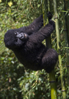 Volcanoes National Park, Northern Province, Rwanda: a baby Mountain Gorilla climbs bamboo - Gorilla beringei beringei - photo by C.Lovell