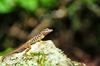 Mt Scenery trail, Saba: Saba Anole Lizard - only the male has this spotted pattern - Anolis sabanus - endemic species - photo by M.Torres