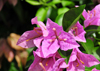 Windwardside, Saba: bougainvillea flowers - photo by M.Torres