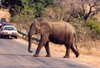 South Africa - Kruger Park (Eastern Transvaal): African elephant - Loxodonta africana - photo by M.Torres