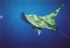 Saint Helena: Manta ray - Manta birostris - raie manta - raia manta - - photo by Christophe Breschi