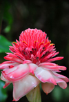 gua Iz plantation / roa gua Iz, Cantagalo district, So Tom and Prcipe / STP: Porcelain Rose, Ginger Flower, Red Ginger Lily, Torch Lily, Wild Ginger - Etlingera elatior / Rosa-de-porcelana selvagem - photo by M.Torres