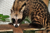 Guadalupe, Lobata district, So Tom and Prncipe / STP: captive African Civet - Civettictis civetta / alglia, civeta-africana, gato-almiscarado, nandnia - Restaurante Celvas - photo by M.Torres