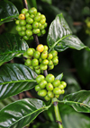 Saudade Plantation /  Fazenda Saudade, M-Zchi district, So Tom and Prncipe / STP: coffee plant - unripe clusters of fruits of the robusta variety - Coffea canephora / planta de caf - gros da variedade robusta ainda verdes - photo by M.Torres