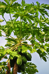 So Joo plantation / roa So Joo, Cau district, So Tom and Prcipe / STP: papaia tree with fruits - Carica papaya / mames na rvore - photo by M.Torres