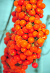 Tuili, Medio Campidano province, Sardinia / Sardegna / Sardigna: cluster of drying tomatoes outside a private residence - photo by M.Torres