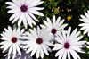 Tuili, Medio Campidano province, Sardinia / Sardegna / Sardigna: white daisies in the garden of the town hall - Asteraceae - photo by M.Torres