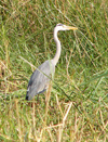 Senegal, western Africa - Djoudj National Bird Sanctuary: Grey Heron, Ardea cinerea Linnaeus - fauna - birds - the park is a UNESCO world heritage site - photo by G.Frysinger