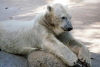 Singapore / SIN : Singapore: Polar Bear - Ursus maritimus (photo by Juraj Kaman)