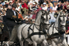 Slovenia - Lipica / Lipizza - Goriska region: Lipica stud farm - Combined driving event - Carriage and public - photo by I.Middleton