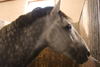 Slovenia - Lipica - Goriska region: Lipica stud farm - in the stables - young lipizzaner horse, still with gray colour - photo by I.Middleton