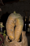 Slovenia - Bizeljsko: turnip on display in Oresje Castle - photo by I.Middleton