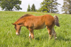 Slovenia - Cerknica municipality: colt in a field on Slivnica Mountain - photo by I.Middleton