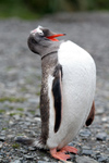 South Georgia Island - Gentoo Penguin - scream - manchot papou - Pygoscelis papua - Antarctic region images by C.Breschi